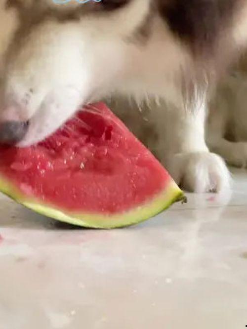 网红和狗吃瓜,吃瓜群众的欢乐盛宴 第1张 网红和狗吃瓜,吃瓜群众的欢乐盛宴 第1张